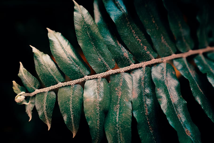 close-up of linear leafed plant, texture, green, surface, nature HD wallpaper
