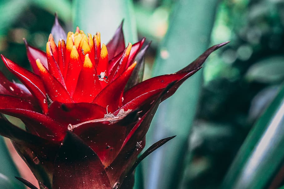Macro Photography of Red Flower, blooming, blurred background HD wallpaper