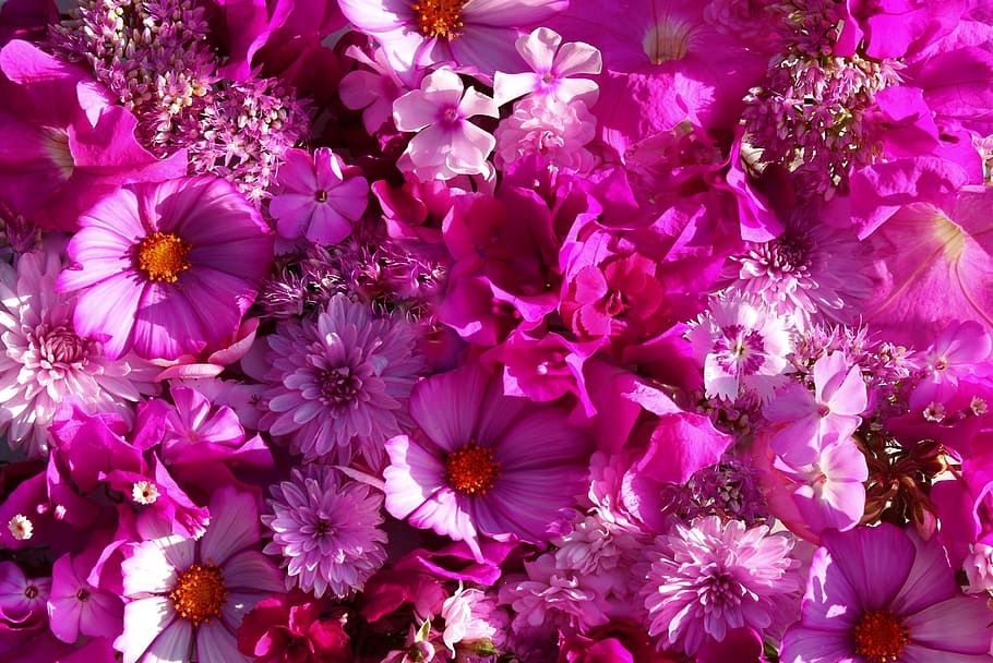 flowers, pink, nature, garden, summer, flora, romance, blütenmeer