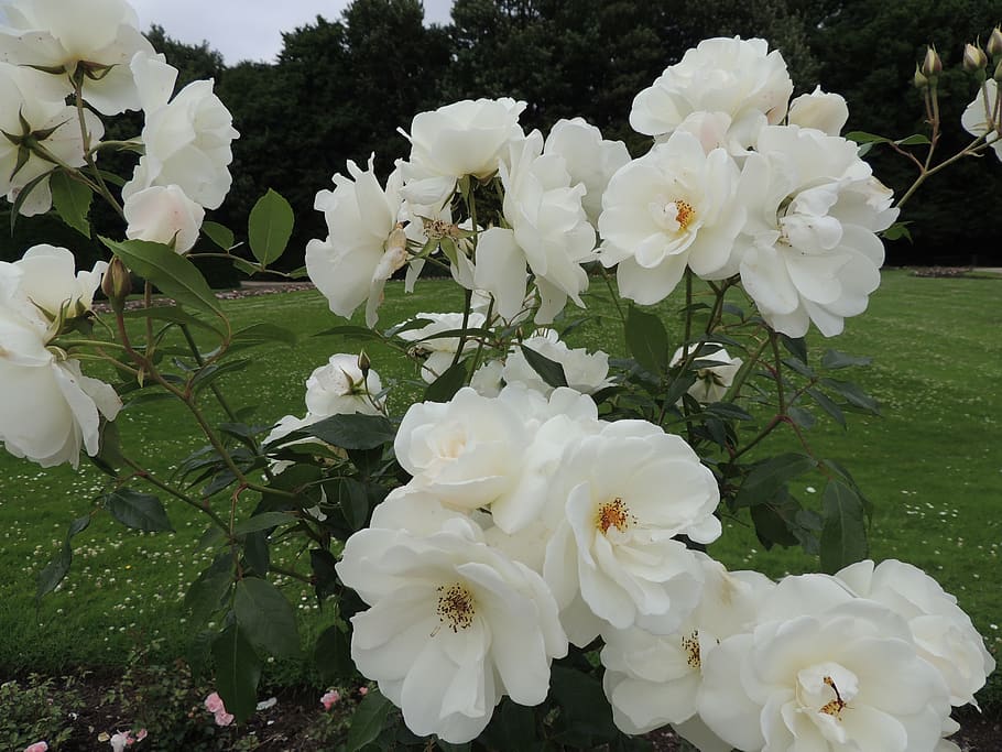 rose, natural, flowering plant, beauty in nature, fragility HD wallpaper