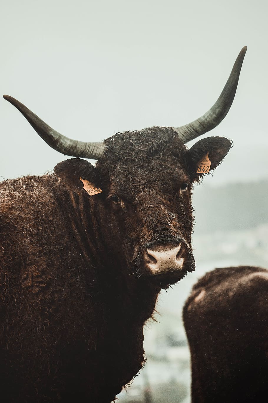 HD wallpaper: brown cattle, animal, cow, mammal, bull, yak, wildlife,  longhorn | Wallpaper Flare