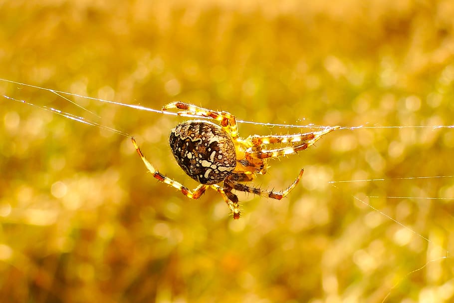 brown furrow spider, insect, garden spider, invertebrate, animal HD wallpaper