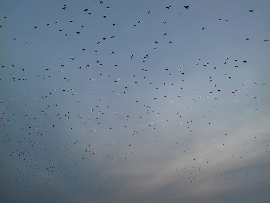 poland, torun, sky, crows, flying, bird, animals in the wild HD wallpaper