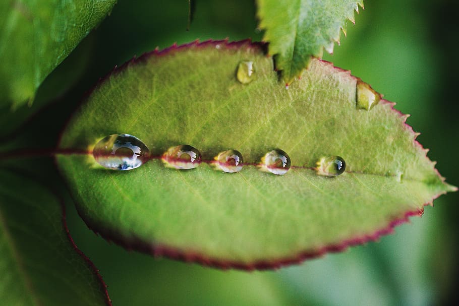 Five Dew Drops on Green Leaf, clear, close-up, dewdrops, focus HD wallpaper