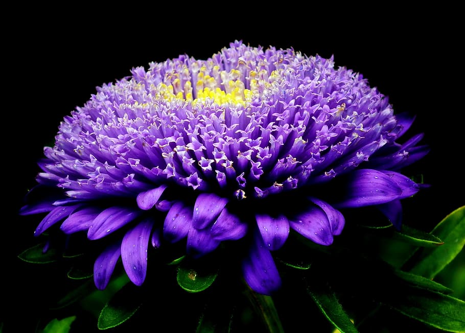 aster, flower, garden, violet, the petals, nature, blooming HD wallpaper