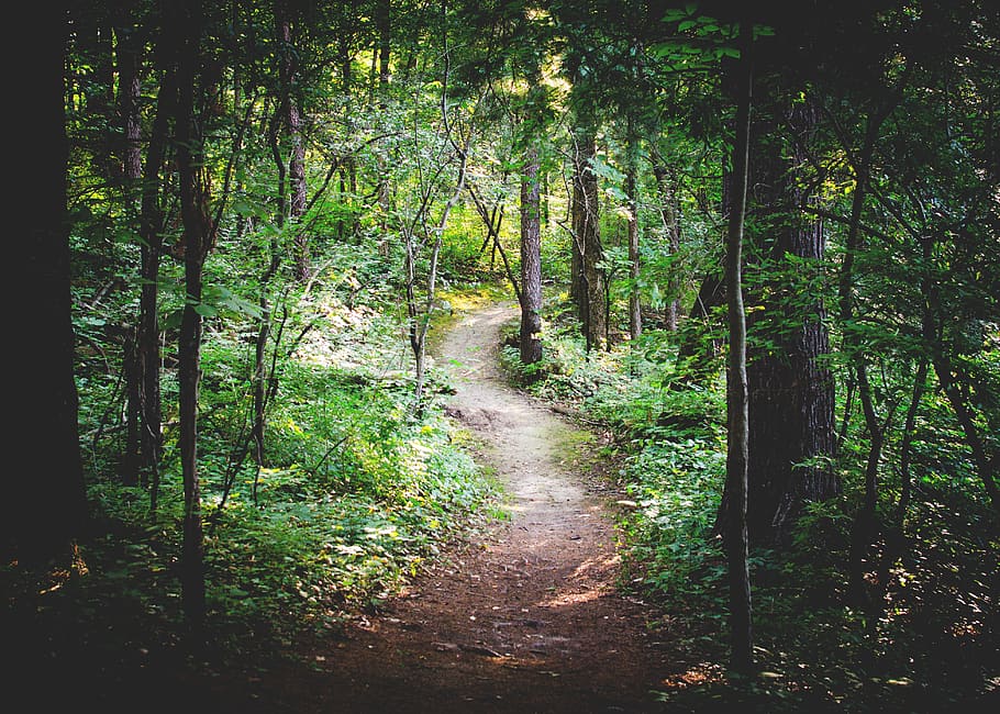 thin pathway between green trees, forest, plant, land, tranquility HD wallpaper