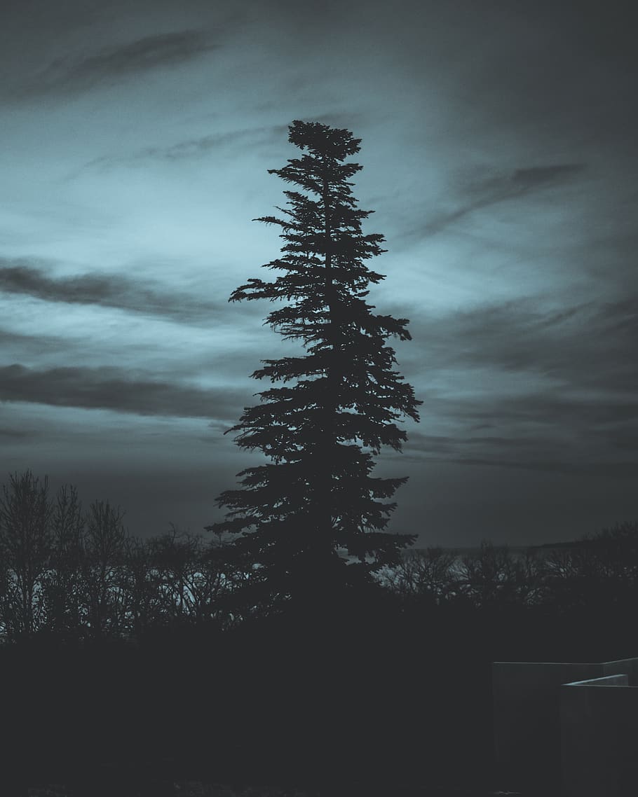 tree during nighttime, plant, sky, cloud - sky, beauty in nature HD wallpaper
