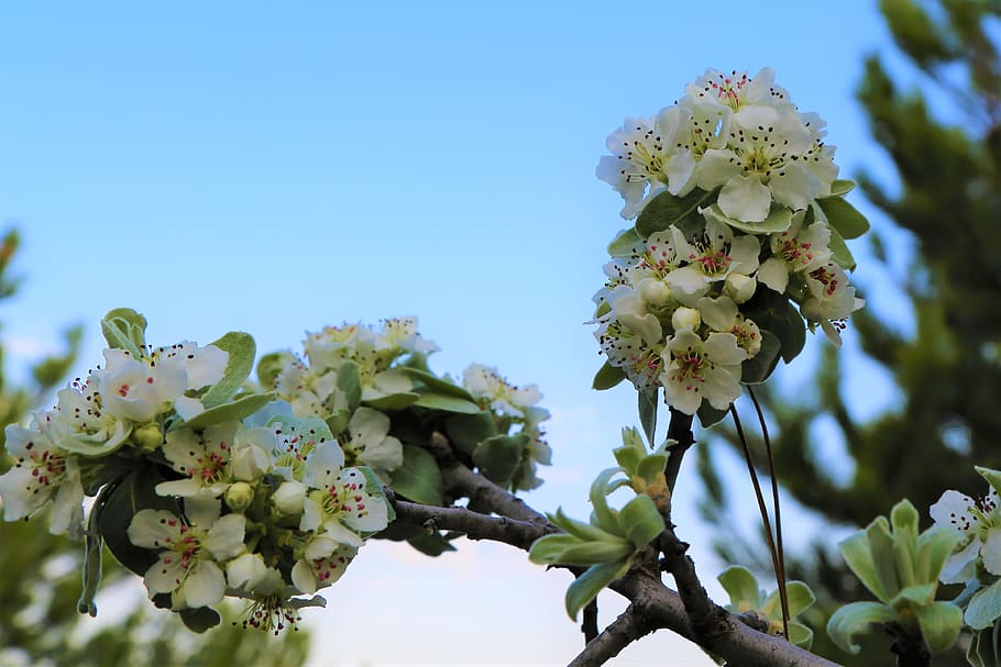 flower, branch, spring, blooming, nature, tree, bud, color HD wallpaper