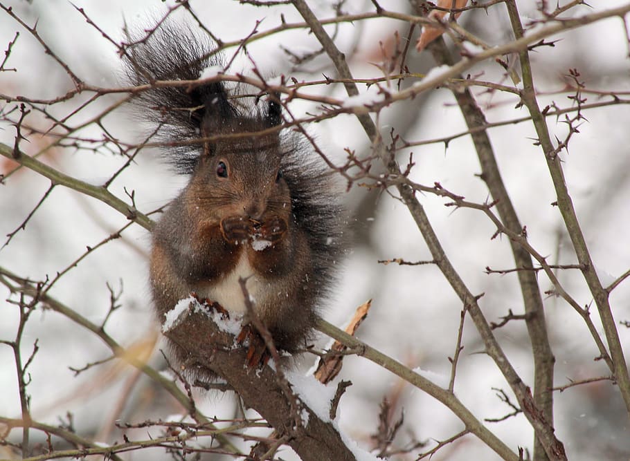 brown squirrel standing on branch, mammal, animal, rodent, schönbrunn gardens HD wallpaper