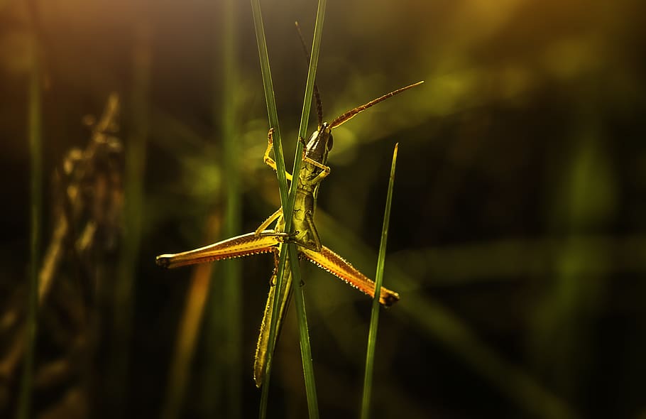 Selective Focus Photography of Green Grasshopper on Leaf, animal, HD wallpaper
