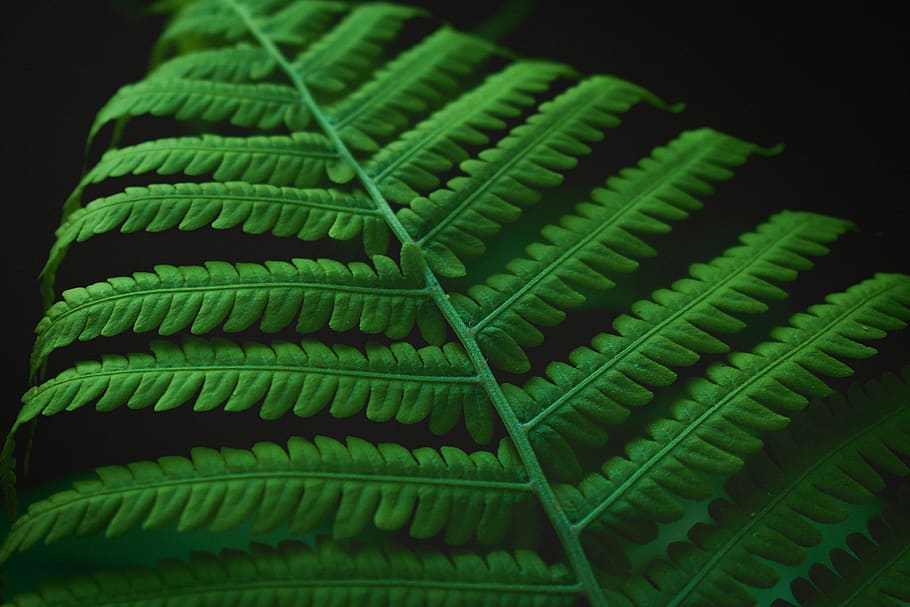green leafed plant, fern, flora, stem, detail, closeup, pattern HD wallpaper