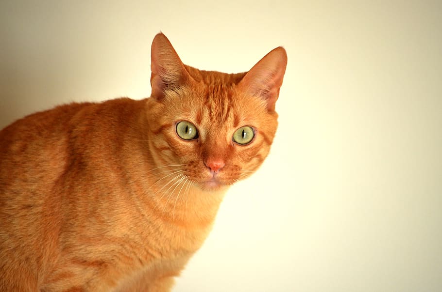 tabby kitten portrait, pets, domestic, cat, domestic cat, domestic animals HD wallpaper
