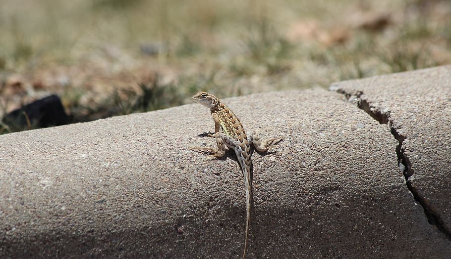 earless lizard, elegant earless lizard, reptile, nature, animal wildlife HD wallpaper