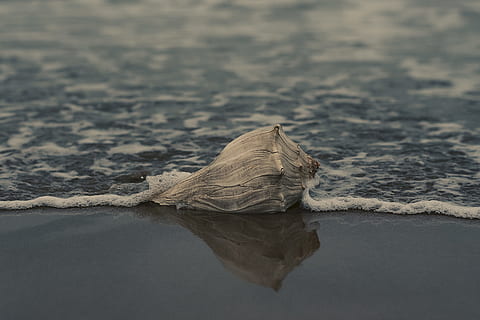 Grey Conch Shell on Shore, beach, landscape, ocean, outdoors HD wallpaper