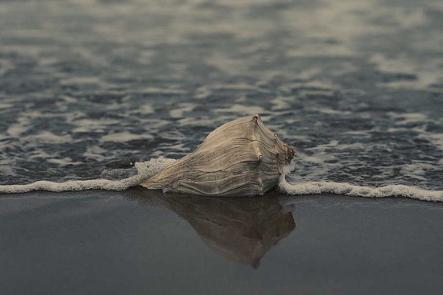 Grey Conch Shell on Shore, beach, landscape, ocean, outdoors HD wallpaper
