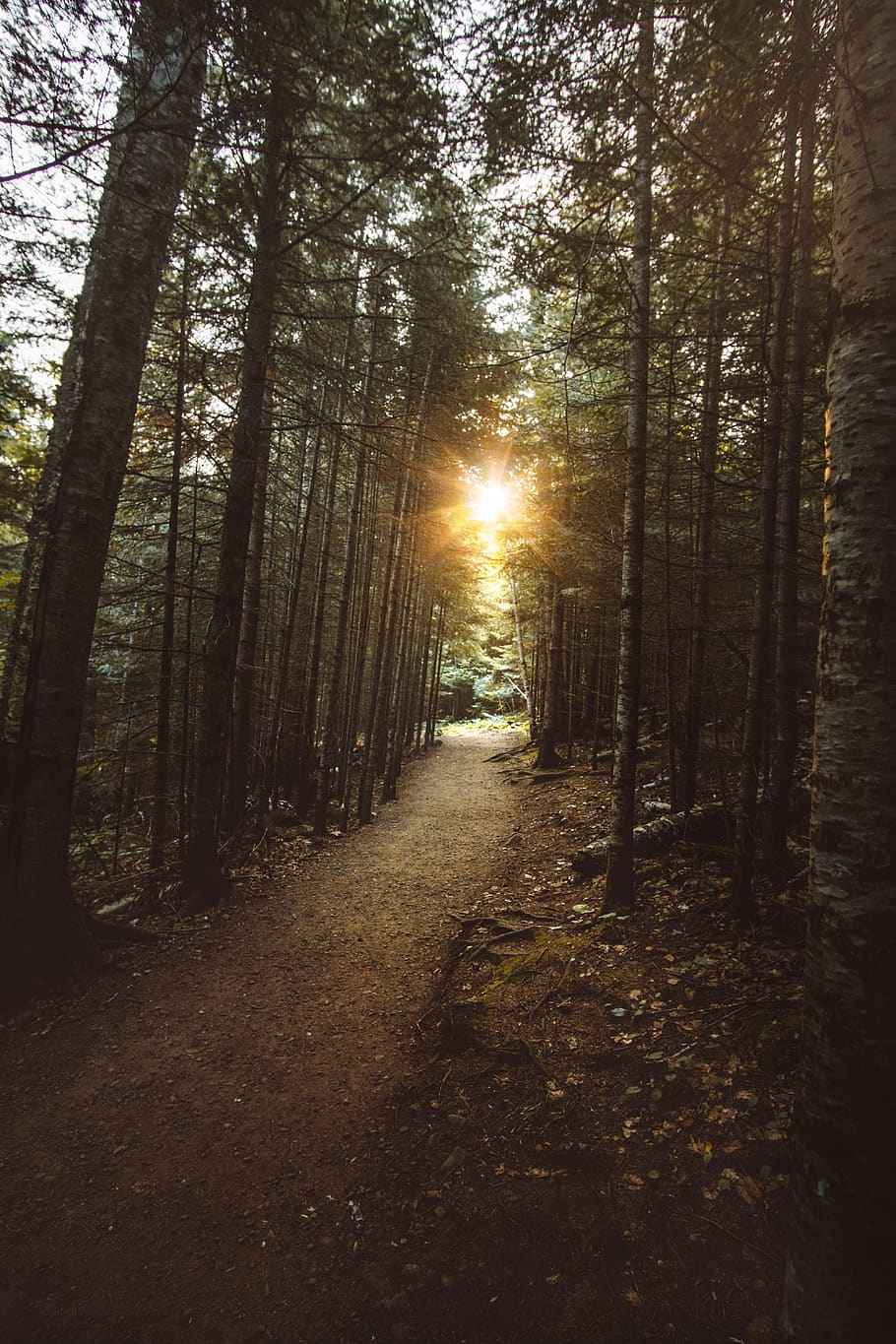 HD wallpaper: green leafed trees during daytime, forest, nature ...