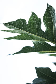 green-leafed plant, flora, united states, daniel stowe botanical garden HD wallpaper