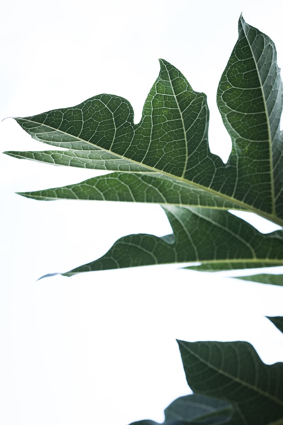 green-leafed plant, flora, united states, daniel stowe botanical garden HD wallpaper