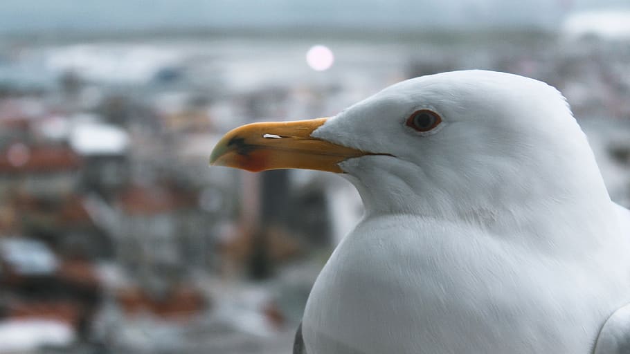 bird, bokeh, blur, white, eye, animals, animal themes, one animal HD wallpaper
