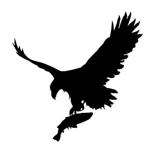 Silhouette of eagle with freshly caught fish, flying., bird, holding HD wallpaper