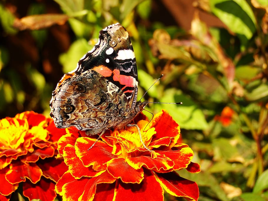 invertebrate, beauty in nature, insect, plant, flowering plant HD wallpaper