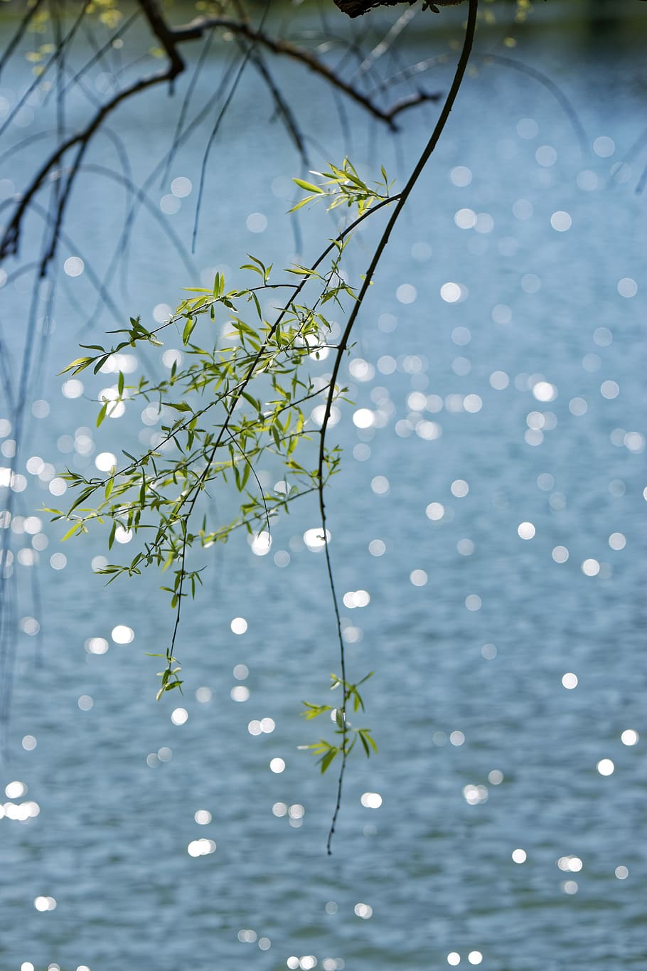 nature, branch, twigs, leaves, spring, nice, bokeh, green, botanical, HD wallpaper