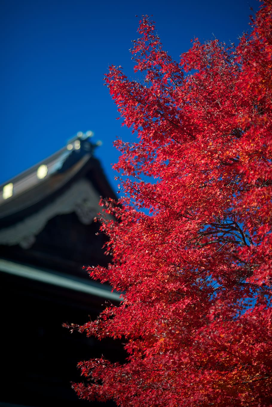 autumnal leaves, wood, fall of japan, maples, landscape, architecture, HD wallpaper