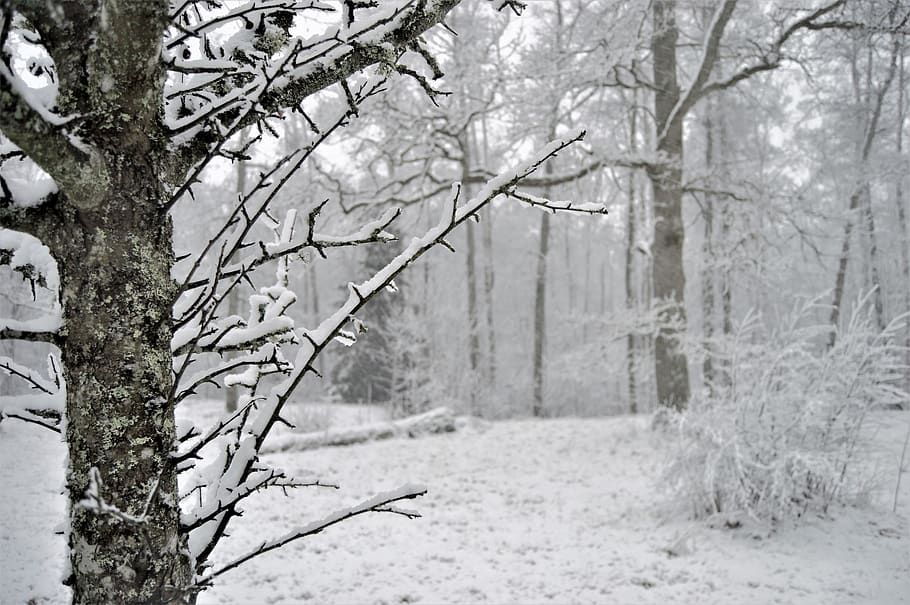 sweden, tree, trees, winter, forest, outside, outdoor, day HD wallpaper