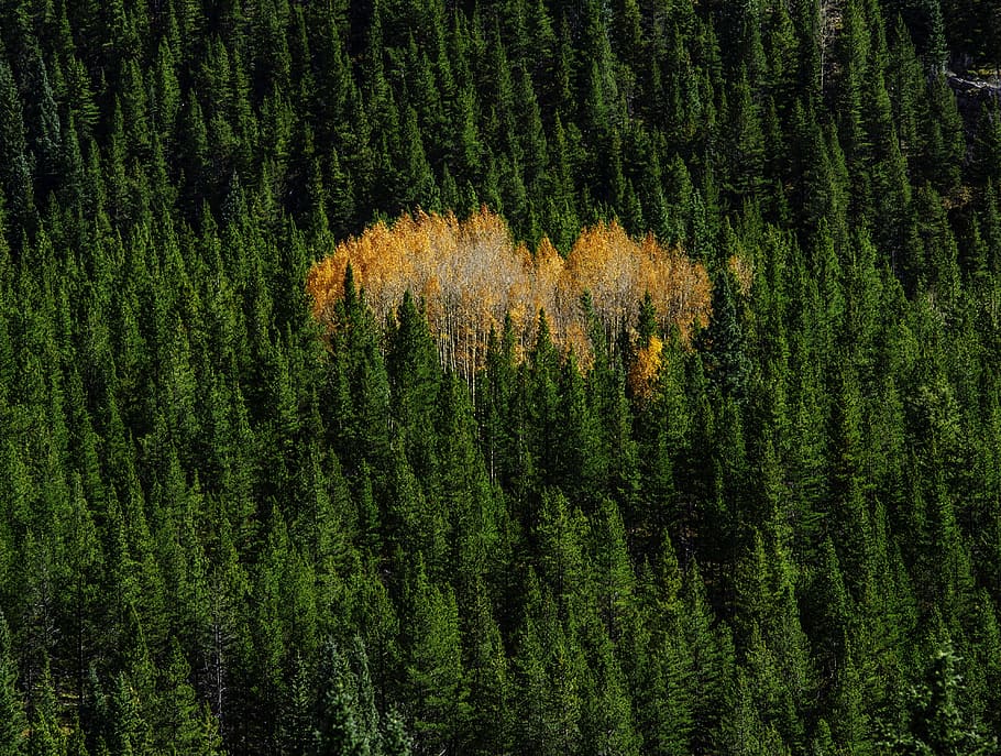 HD wallpaper: green pine trees on fire at daytime, forest, color, orange, fall - Wallpaper Flare