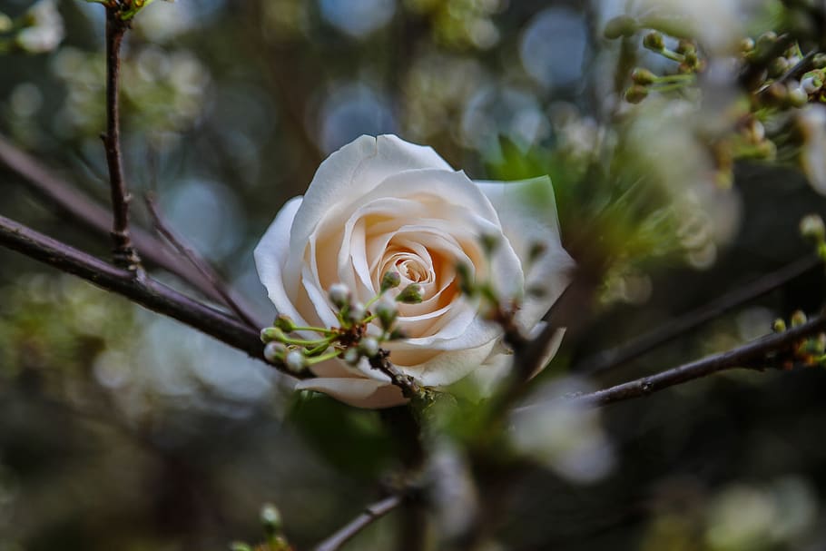 beige flower, rose, united states, portland, garden home recreation center HD wallpaper