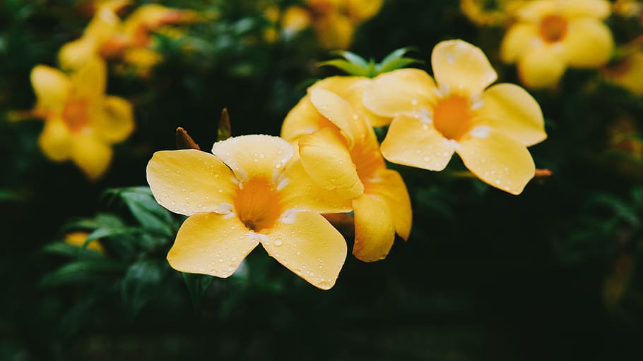 flowers, dew drops, garden, plant, flowering plant, petal, vulnerability HD wallpaper