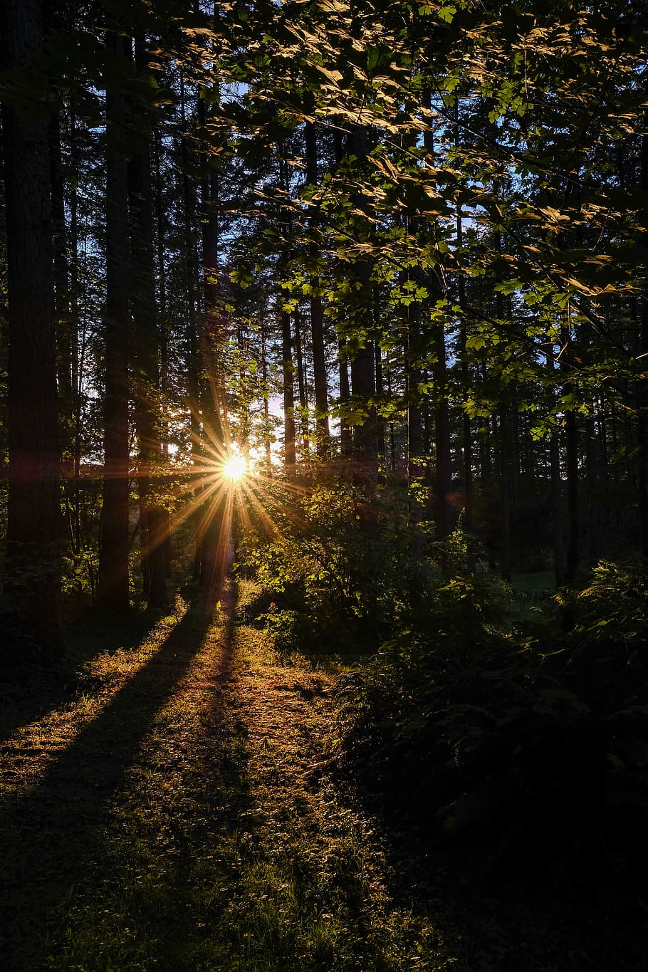 usa, hilsboro, chehalem mountain, tree, plant, sunlight, forest HD wallpaper