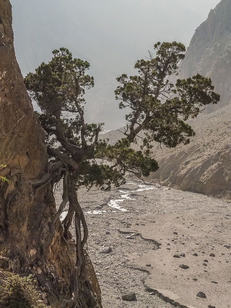 plant, tree, tree trunk, nepal, river valley, near jomsom, outdoors HD wallpaper