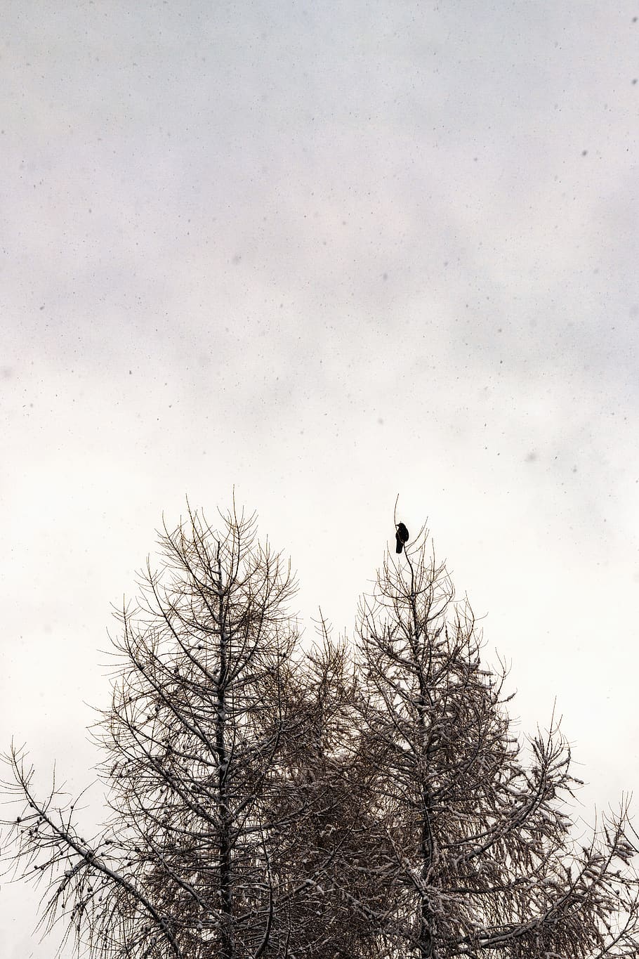 snow, snowfall, crow, winter, sky, animals in the wild, bird HD wallpaper