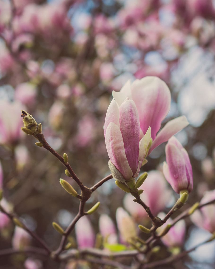 Close-up Photography of Magnolia Flowers, bloom, blooming, blossom HD wallpaper