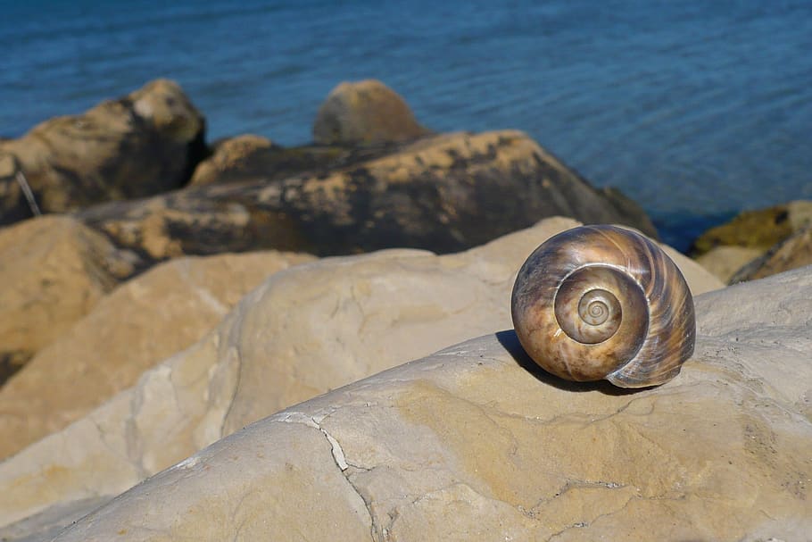 snail, beach, vacations, water, sea, sand beach, stones, landscape HD wallpaper