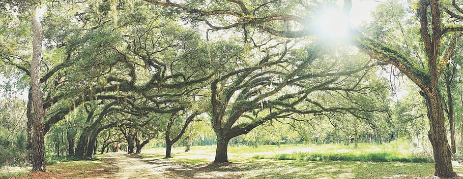 grass field near trees, plant, flora, oak, gravel, dirt road HD wallpaper