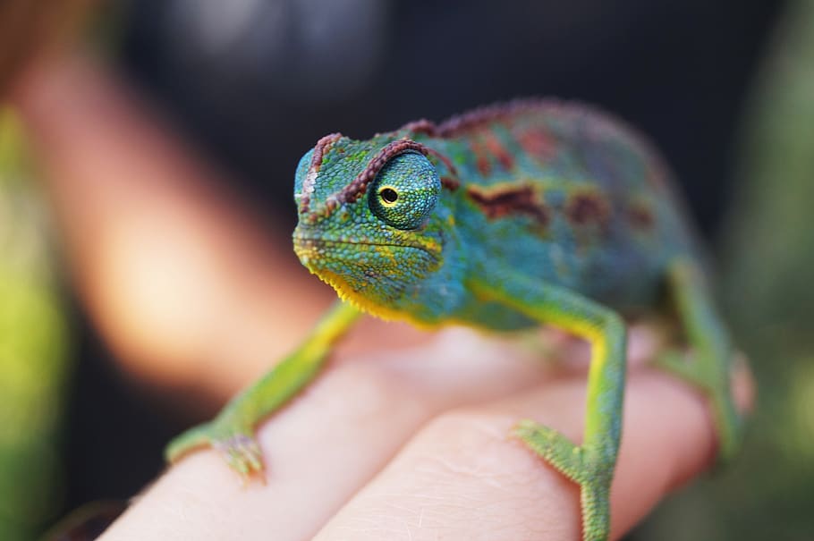 green chameleon, animal, lizard, iguana, reptile, green lizard HD wallpaper