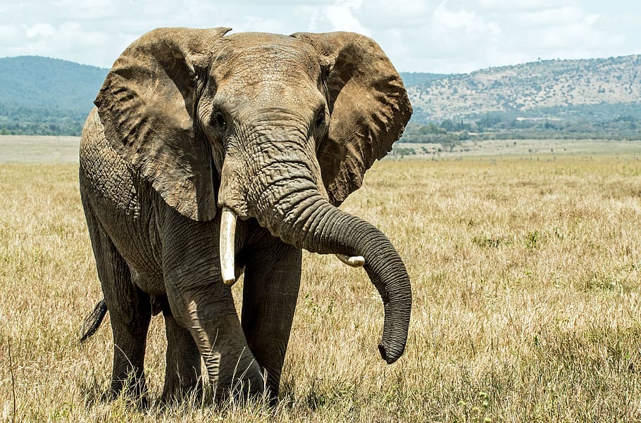 elephant, start, love, animal themes, animals in the wild, animal wildlife HD wallpaper