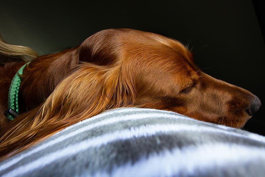 brown dog, pet, animal, canine, mammal, golden retriever, blanket HD wallpaper
