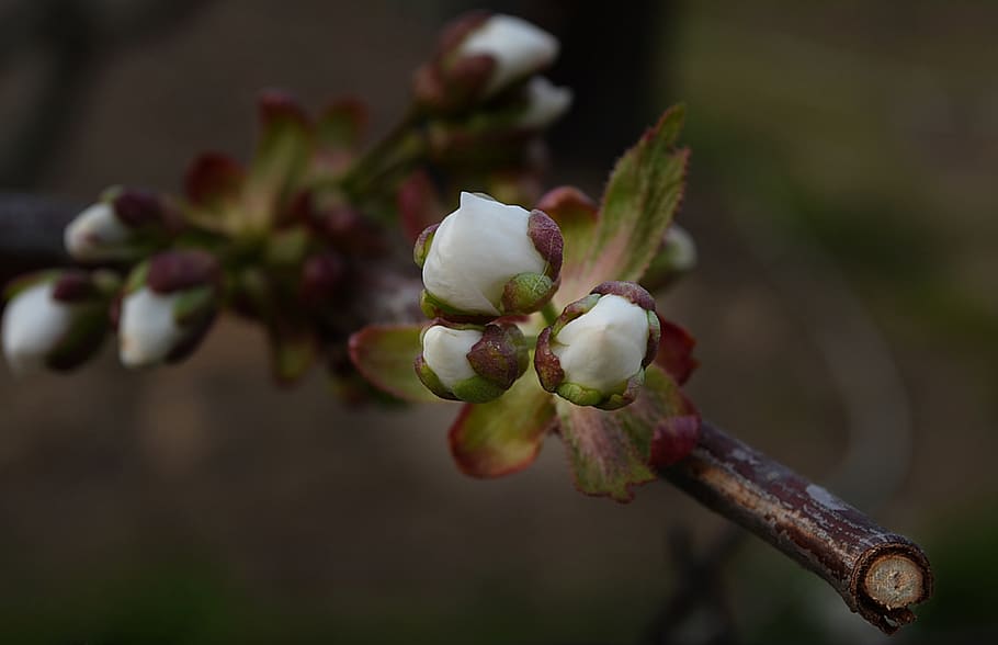 tree, buds, spring, branch, ply, development, blossom, plant, HD wallpaper