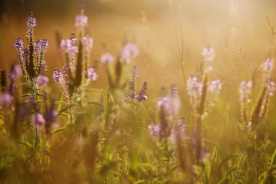 sunset, summer, field, flowers, landscape, nature, evening HD wallpaper