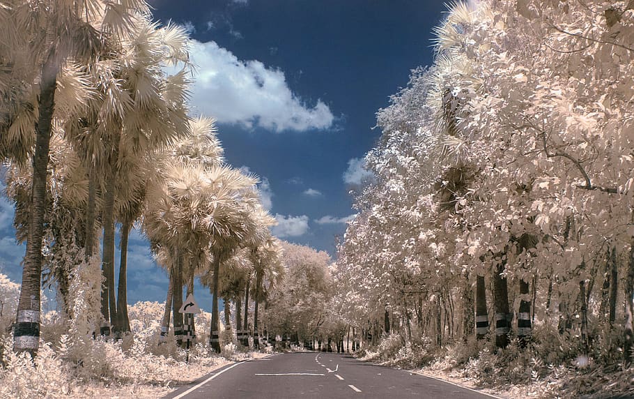 empty road, nature, outdoors, plant, ice, tree, blossom, flower HD wallpaper