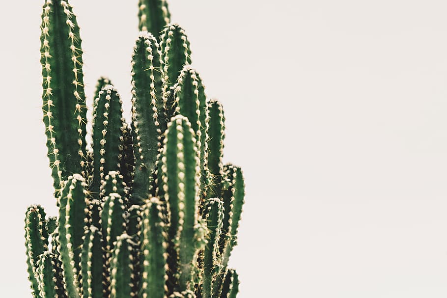 Green Cactus Plant, prickly, growth, copy space, no people, studio shot HD wallpaper