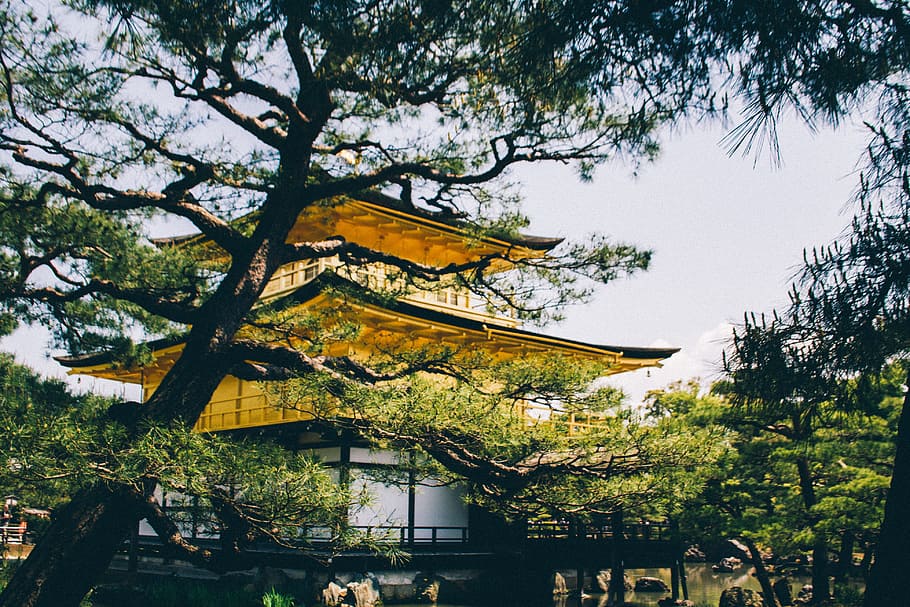 building, engineering, architecture, construction, plants, tree HD wallpaper