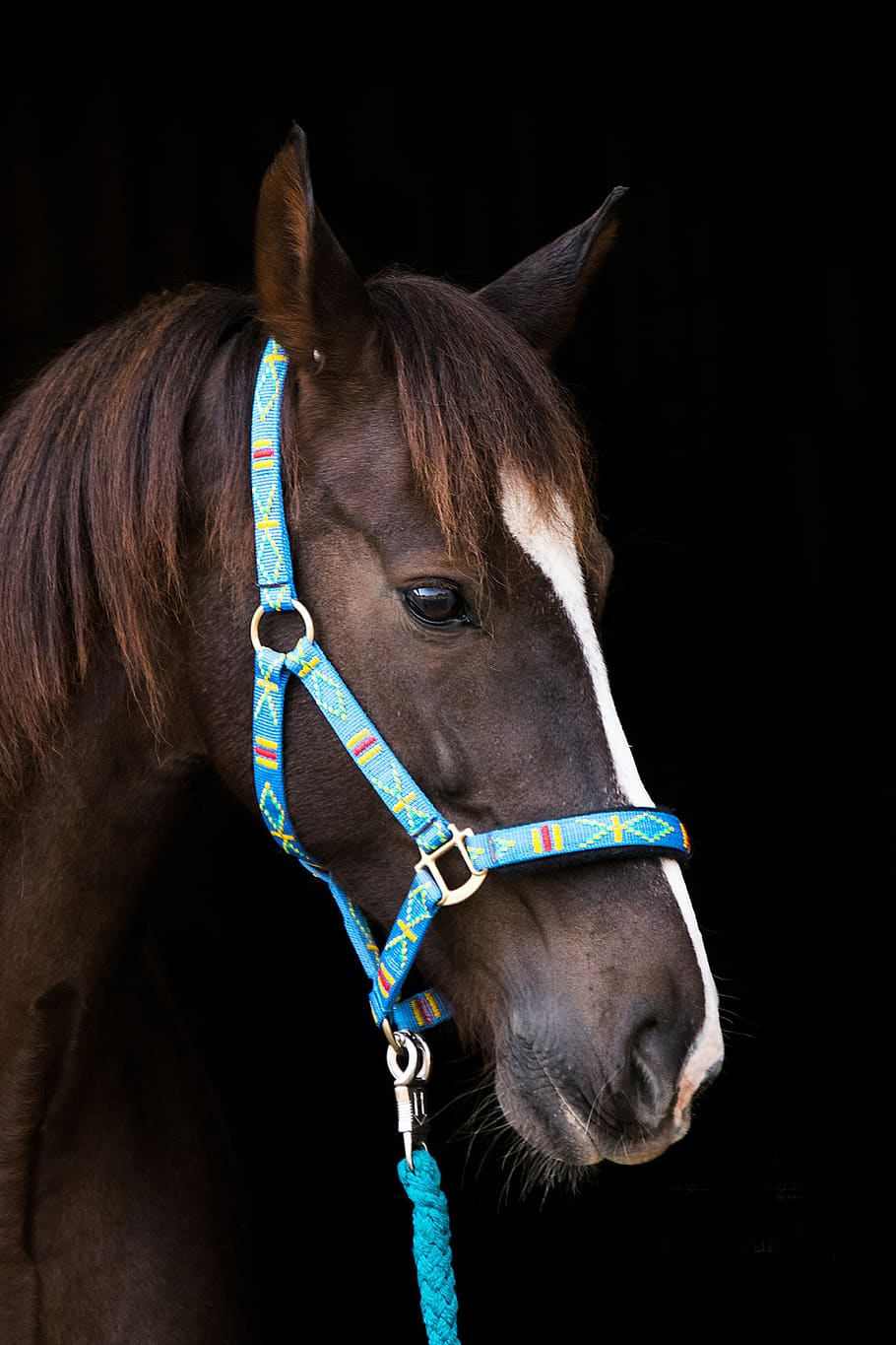 HD wallpaper: horse, brown, halter, blue, head, portrait, animal, blaze