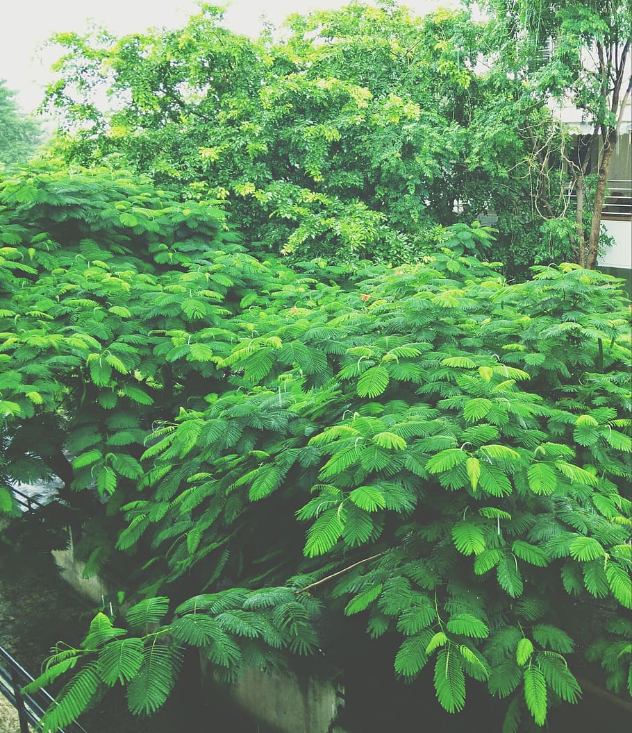pune, trees, forest, leaves, nature, plant, growth, green color HD wallpaper