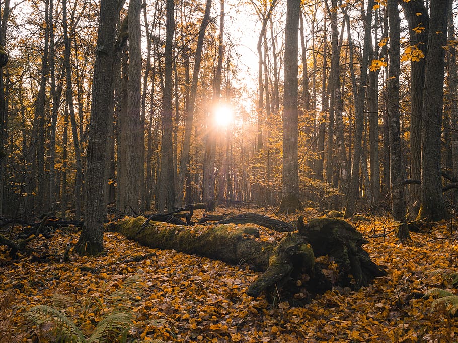 finland, turku, ruissalo, autumn, fall, sun rays, sunrise, leaves, HD wallpaper