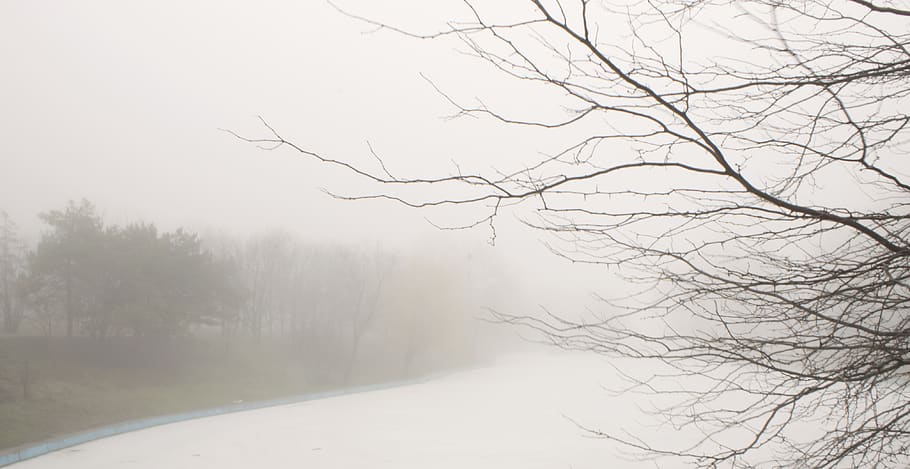 tree, branch, bare tree, plant, fog, winter, cold temperature HD wallpaper