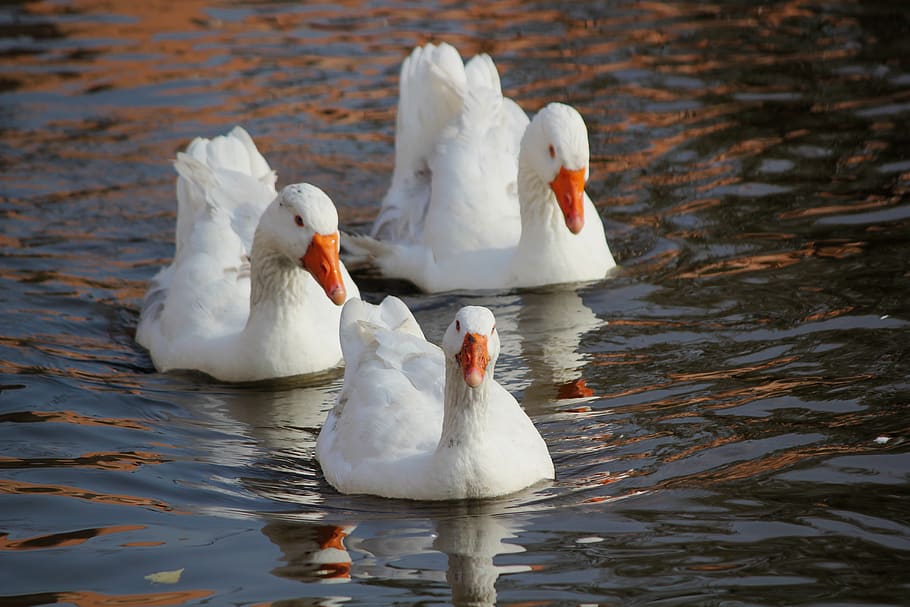 three white swans, bird, animal themes, animals in the wild, water HD wallpaper